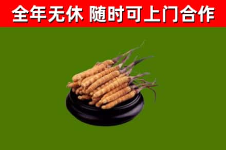 汤阴烟酒回收冬虫夏草.jpg