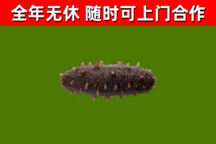 汤阴烟酒回收干海参.jpg